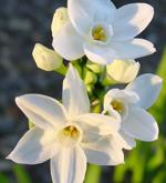 Product Description: Set of three paperwhite bulbs wrapped in a burlap bag, tied with a white satin ribbon, and Bartow-Pell label with planting instructions.</br> Bartow-Pell Paperwhites
